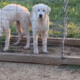 Maremma-Akbash cross Livestock Guardian Dog puppies