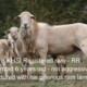 Commercial Katadin Ewes, Ram, Ewe Lambs & Ram Lambs For Sale