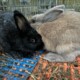 Silver Fox rabbits for sale