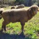 2 Rams for sale